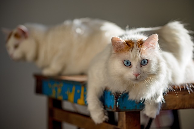 如何讓剛來的小貓快速適應新環境，不躲藏？